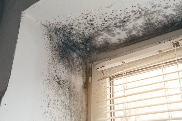 Affordable Mold Removal solutions in Glen Richey, PA